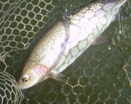 大安トラウトレイク 釣果