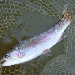 大安トラウトレイク 釣果