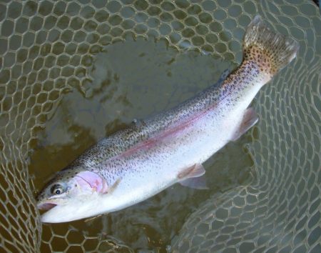 大安トラウトレイク 釣果
