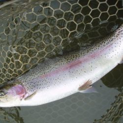 大安トラウトレイク 釣果