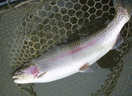 大安トラウトレイク 釣果