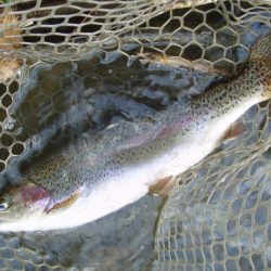 大安トラウトレイク 釣果