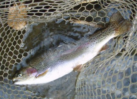 大安トラウトレイク 釣果
