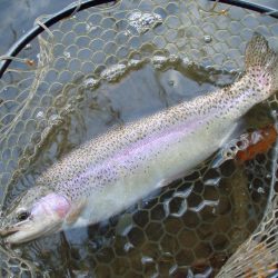 大安トラウトレイク 釣果