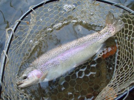 大安トラウトレイク 釣果
