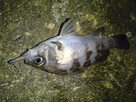 ナイトメバリング