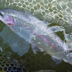 大安トラウトレイク 釣果