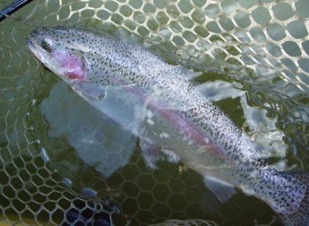 大安トラウトレイク 釣果