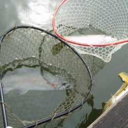 大安トラウトレイク 釣果