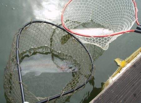 大安トラウトレイク 釣果