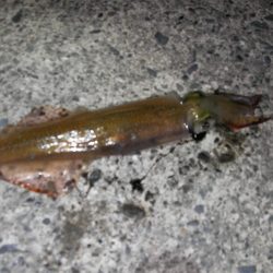 焼津港　太刀魚連日釣果、ヤリイカ、コウイカも釣れてます