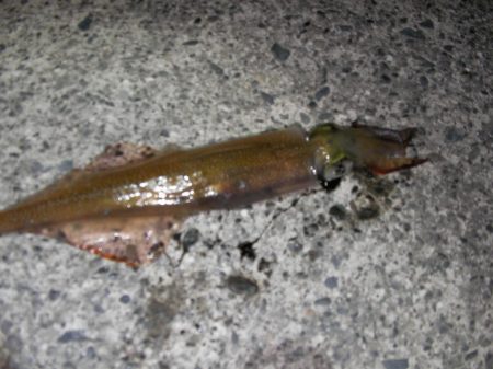 焼津港　太刀魚連日釣果、ヤリイカ、コウイカも釣れてます