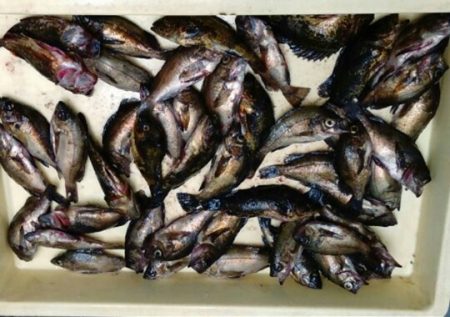 爆釣ライトゲーム開幕❗