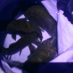 小島漁港周辺でメバリング