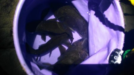 小島漁港周辺でメバリング