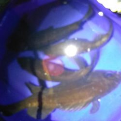 ストラクチャーにタイトに付くメバルを釣ってみた