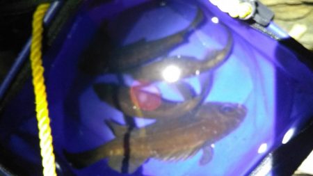 ストラクチャーにタイトに付くメバルを釣ってみた