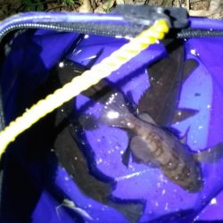 たまたま釣れて敗北感。