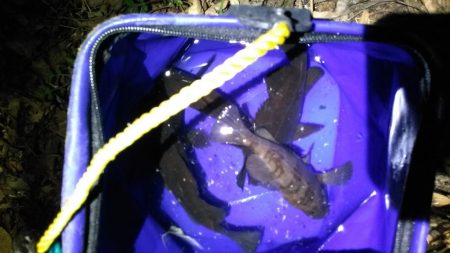 たまたま釣れて敗北感。