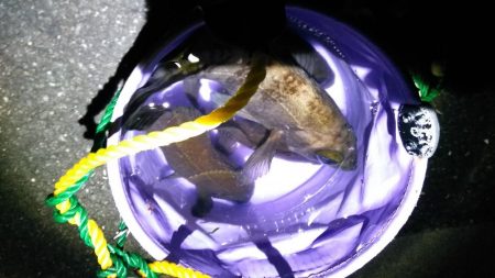 未明の込み潮狙い。