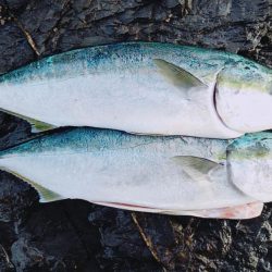 昨日に引き続き