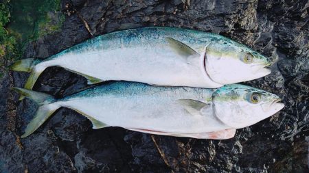 昨日に引き続き