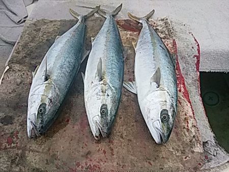 平戸市早福港：光義丸の釣果