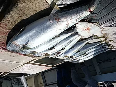 大物釣果速報！●光義丸：平戸市早福港