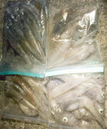 初のヤリイカ爆釣♪