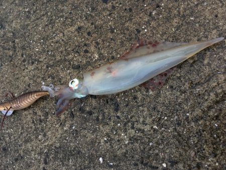 アオリ...じゃない！