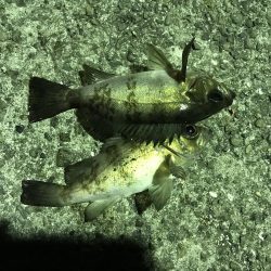 メバリングランガン