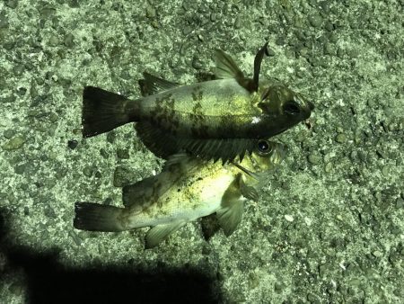 メバリングランガン