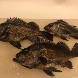 爆釣メバリング