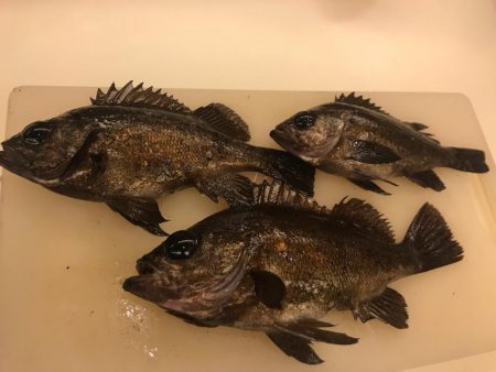 爆釣メバリング