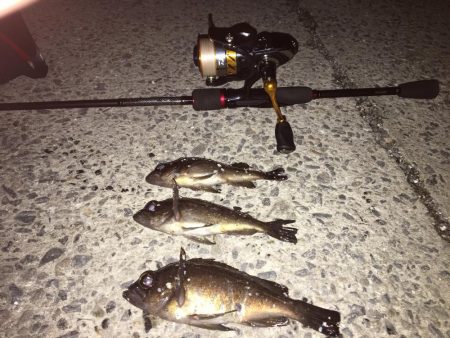 久しぶりのメバリング