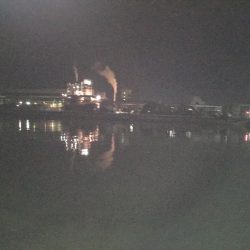 シーバス渋いです。