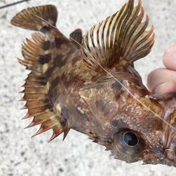 マゴバチで癒しのライトゲーム