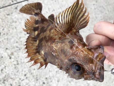 マゴバチで癒しのライトゲーム