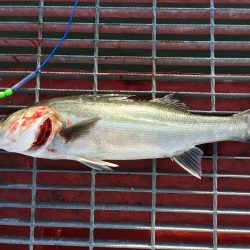 最高の釣り日和