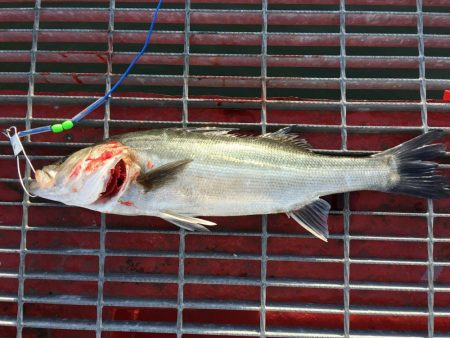 最高の釣り日和