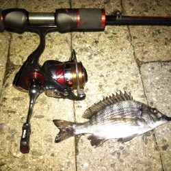 メバリング調査