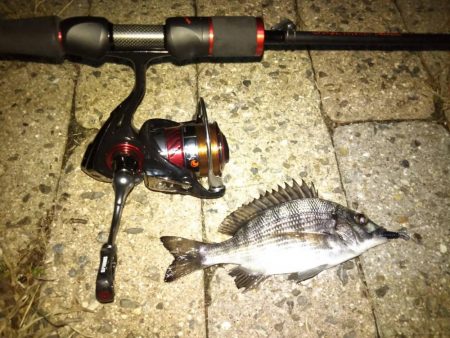 メバリング調査