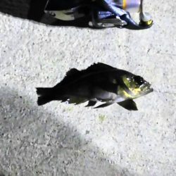 メバリング新規開拓