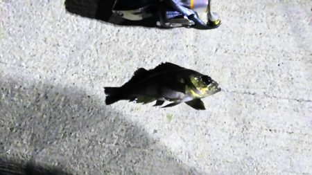 メバリング新規開拓