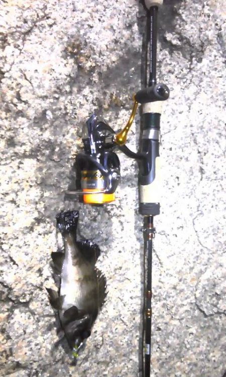 連日のライトゲーム