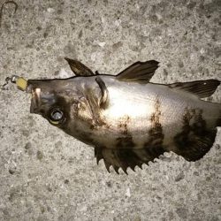 ちょこっとホームを覗いてみた