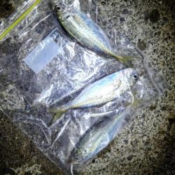 石津浜ではヤリイカ湾内ではシーバスやアジ