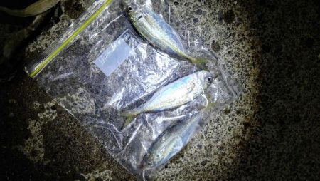 石津浜ではヤリイカ湾内ではシーバスやアジ