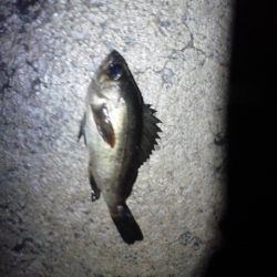 激渋＞＜メバリング