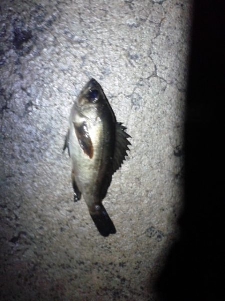 激渋＞＜メバリング